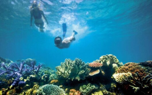 reef-1024x683-1